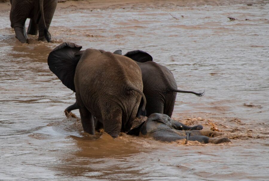 elephant swimming river south africa