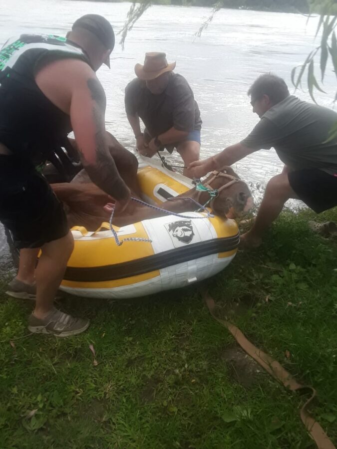 horse rescue Vaalrivier