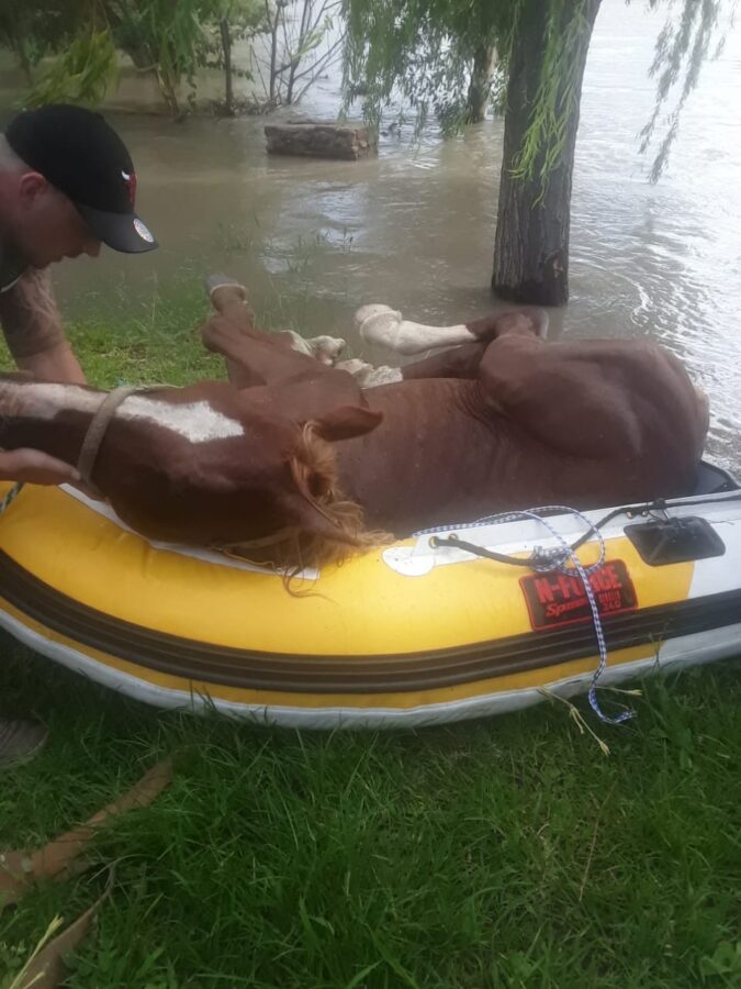 horse rescue Vaal river