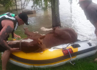 horse rescue Vaal river