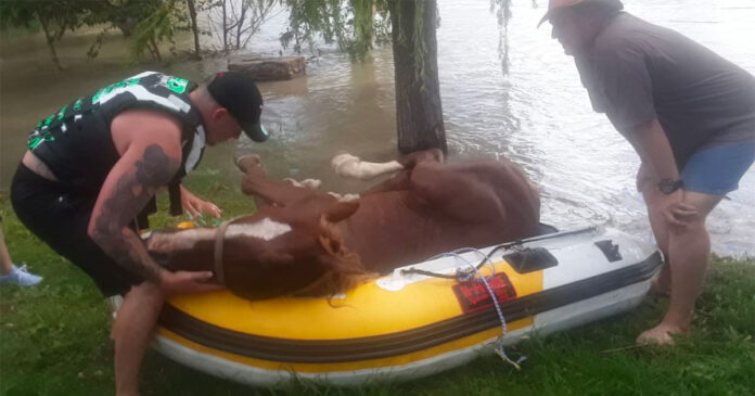 horse rescue Vaal river