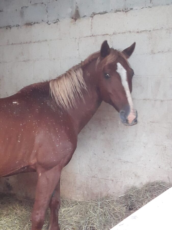 vaal horse rescue