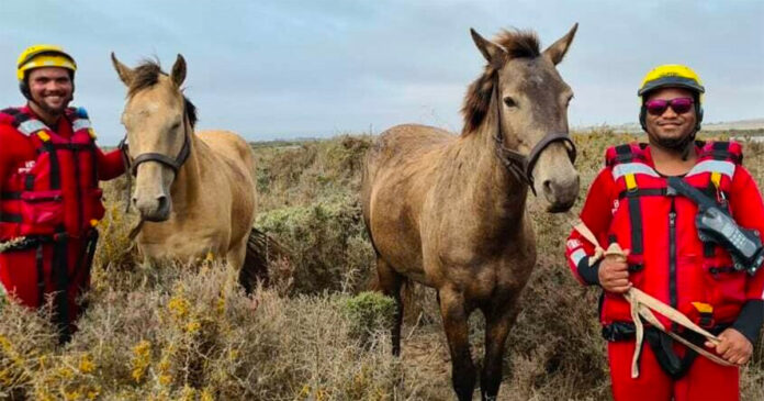 NSRI Helps Horses to Safety Through Flooded Orange River
