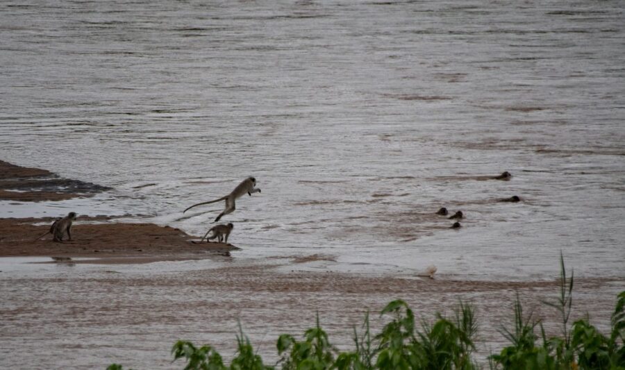 Monkeys crossing a swollen crocodile infested river