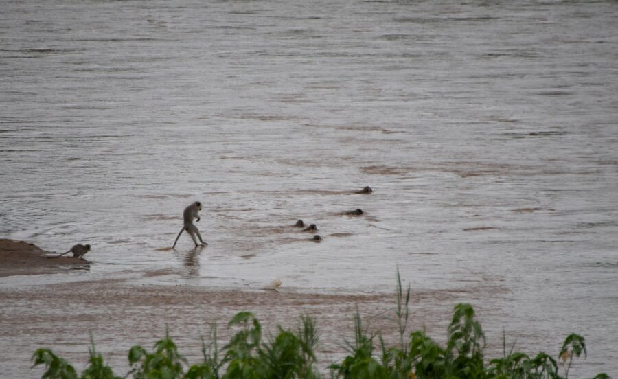Monkeys crossing a swollen crocodile infested river