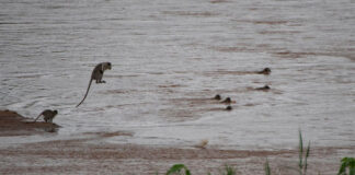 monkeys swim across river south africa
