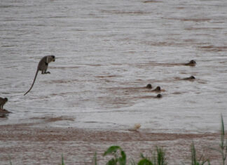 monkeys swim across river south africa