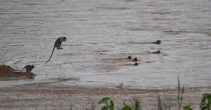 monkeys-swim-across-crocodile-river monkeys swim across river south africa