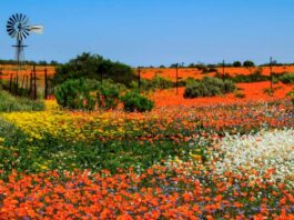 Namaqualand daisies are flowering earlier: why it’s a red flag