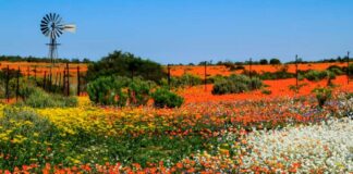 Namaqualand daisies are flowering earlier: why it’s a red flag
