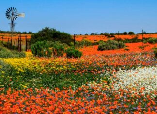 Namaqualand daisies are flowering earlier: why it’s a red flag