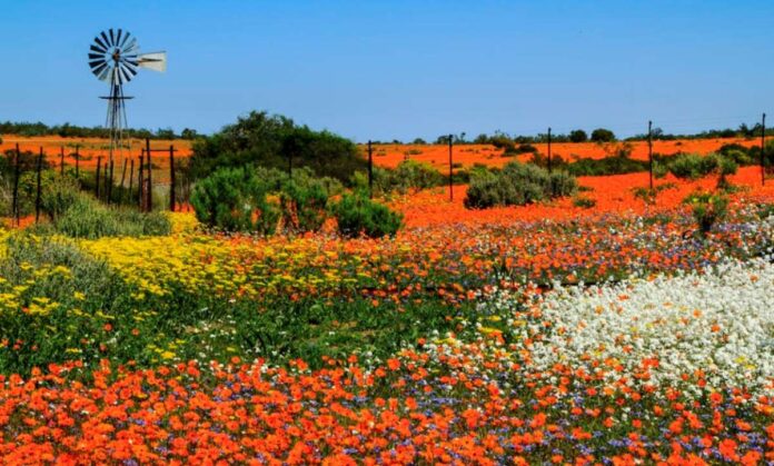 Namaqualand daisies are flowering earlier: why it’s a red flag