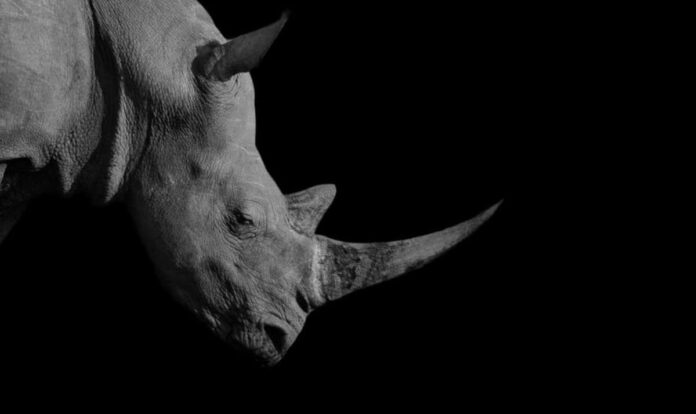 rhino horn