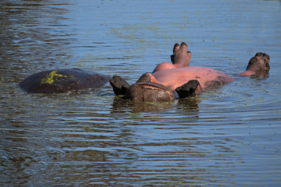 Happy Hippo Snapped Suntanning in the Kruger National Park