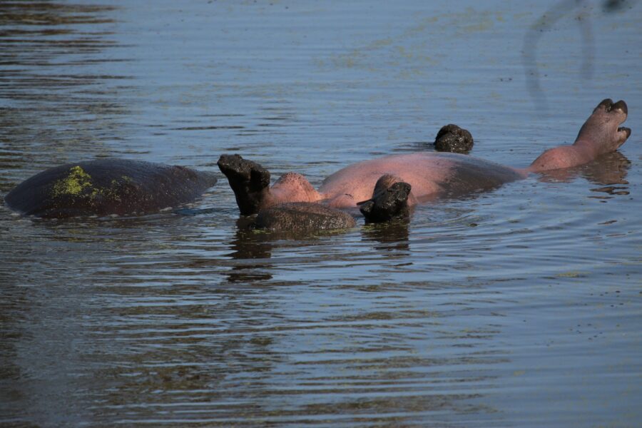 Happy Hippo Snapped Suntanning in the Kruger National Park