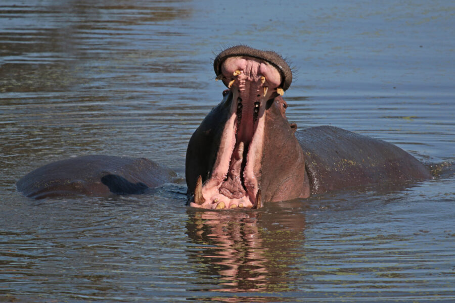 Happy Hippo Snapped Suntanning in the Kruger National Park