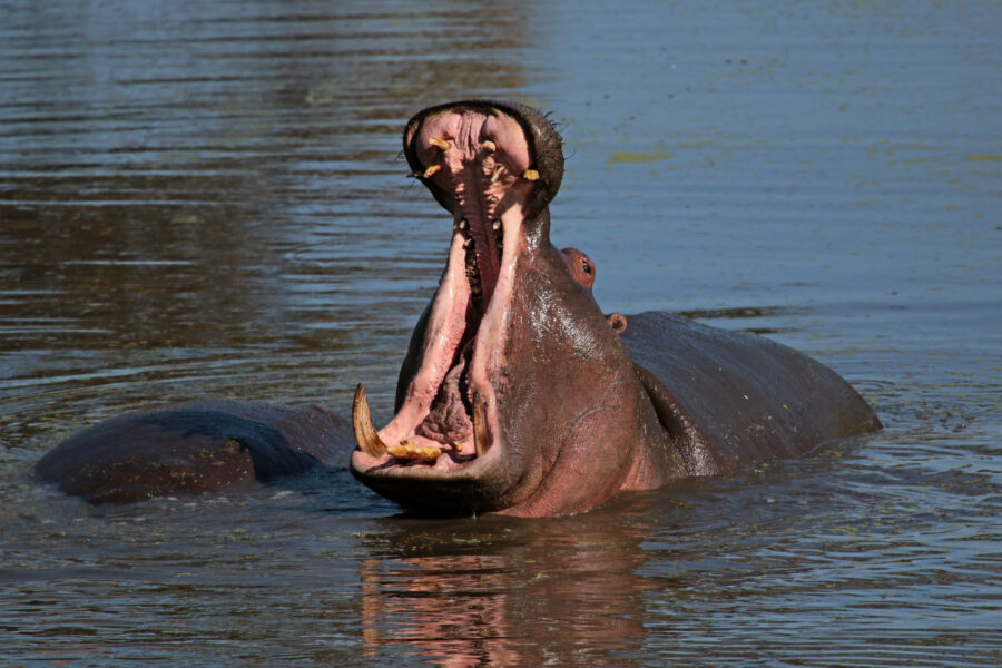 Happy Hippo Snapped Suntanning in the Kruger National Park