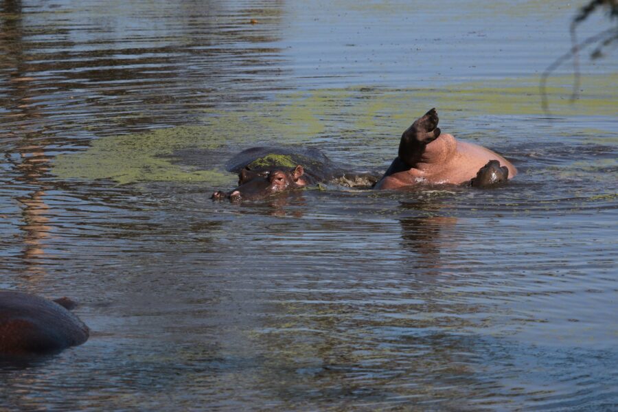 Happy Hippo Snapped Suntanning in the Kruger National Park