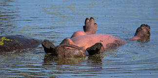 Happy Hippo Snapped Suntanning in the Kruger National Park