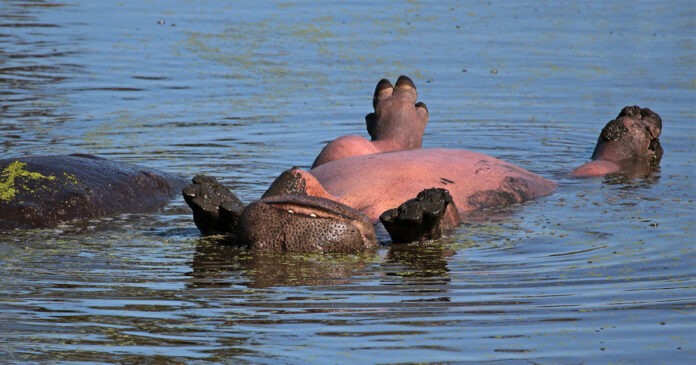 sammy-suntanning-hippo-th Happy Hippo Snapped Suntanning in the Kruger National Park