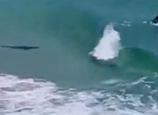 shark-south-africa