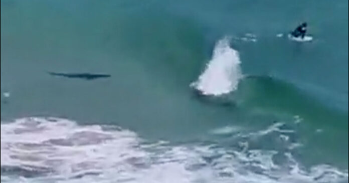 shark-south-africa shark-south-africa