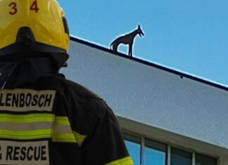 stellenbosch-uni-dog-rescue