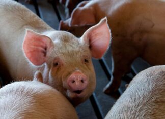 African Swine Fever detected in Southern Cape