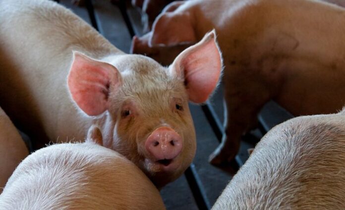 swine flu African Swine Fever detected in Southern Cape