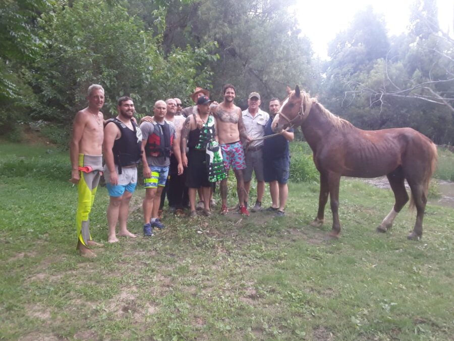 vaal horse rescue