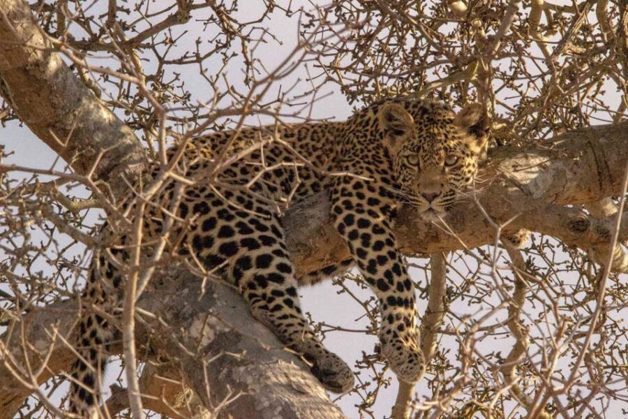 South African Reserve Sells Animal-Linked NFTs to Raise Conservation Funds