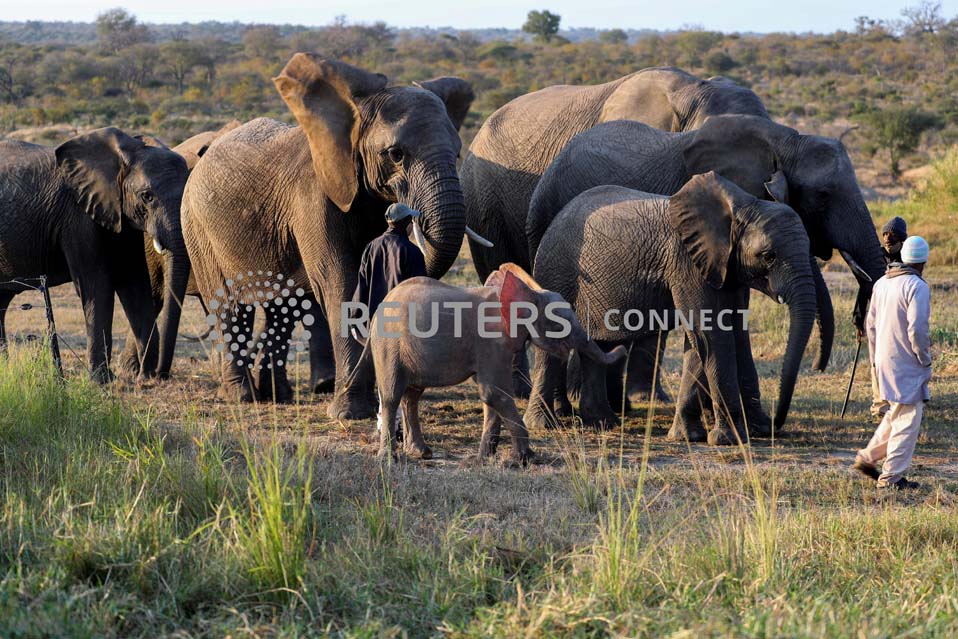 Khanyisa albino elephant beneficiary Indlovu gin profits