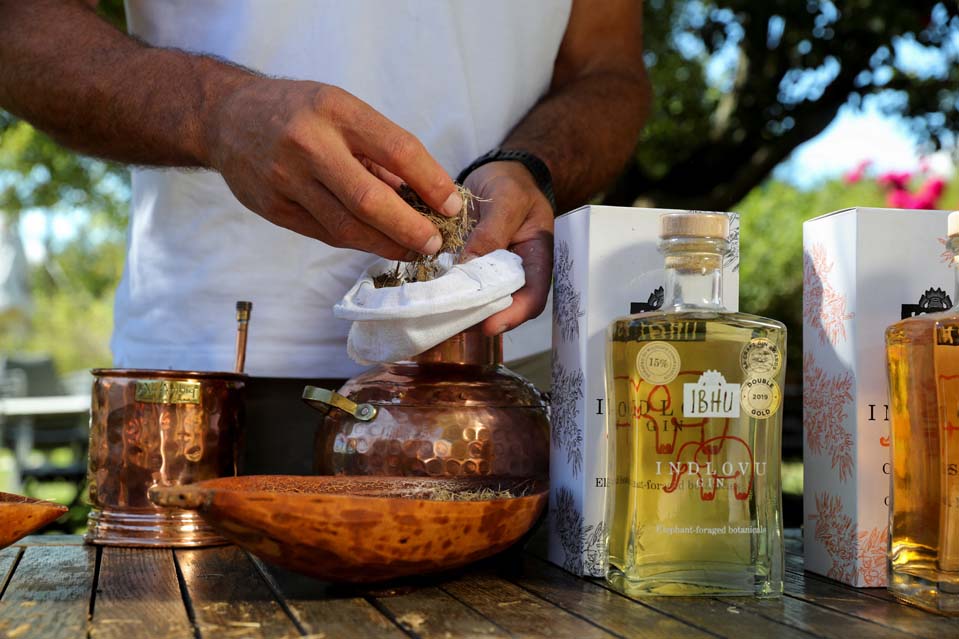 Gin Made From Elephant Dung Becomes Popular South African Export - Vimarsana News