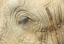 Wildlife Guide’s Touching Tribute to the Late Great Amarula, Africa’s Most Famous Elephant