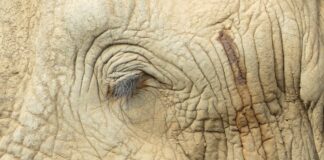 Wildlife Guide’s Touching Tribute to the Late Great Amarula, Africa’s Most Famous Elephant