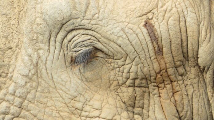 Wildlife Guide’s Touching Tribute to the Late Great Amarula, Africa’s Most Famous Elephant Wildlife Guide’s Touching Tribute to the Late Great Amarula, Africa’s Most Famous Elephant