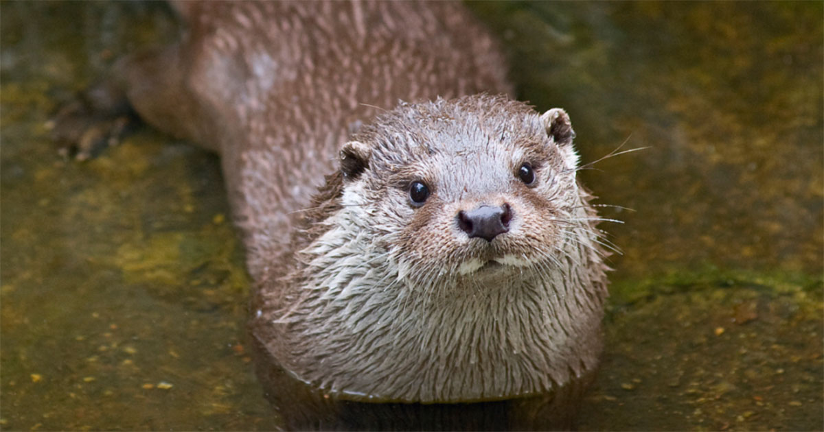 Please Don't Interact with Gorgeous African Clawless Otters in the
