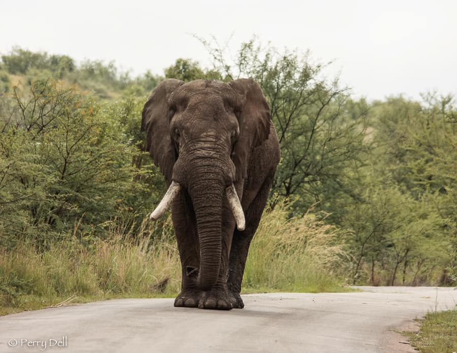 Amarula elephant dies