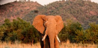 Amarula elephant passes away