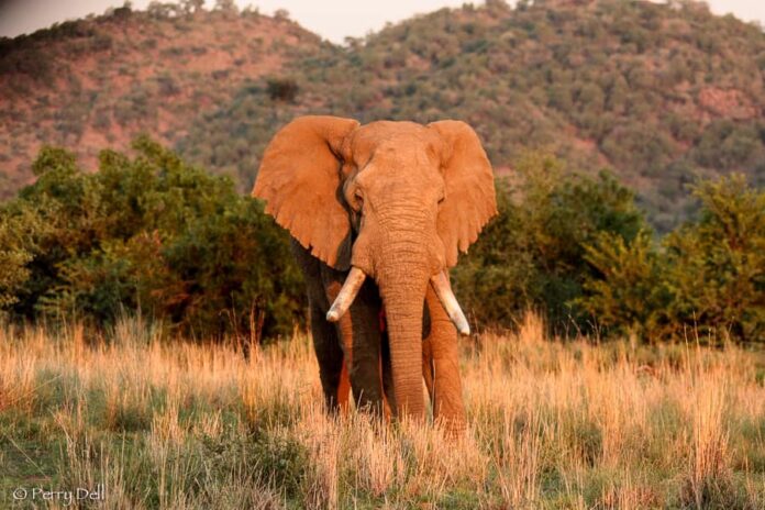 Amarula elephant passes away Amarula elephant passes away