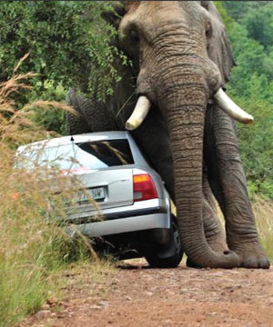 Amarula elephant flip car