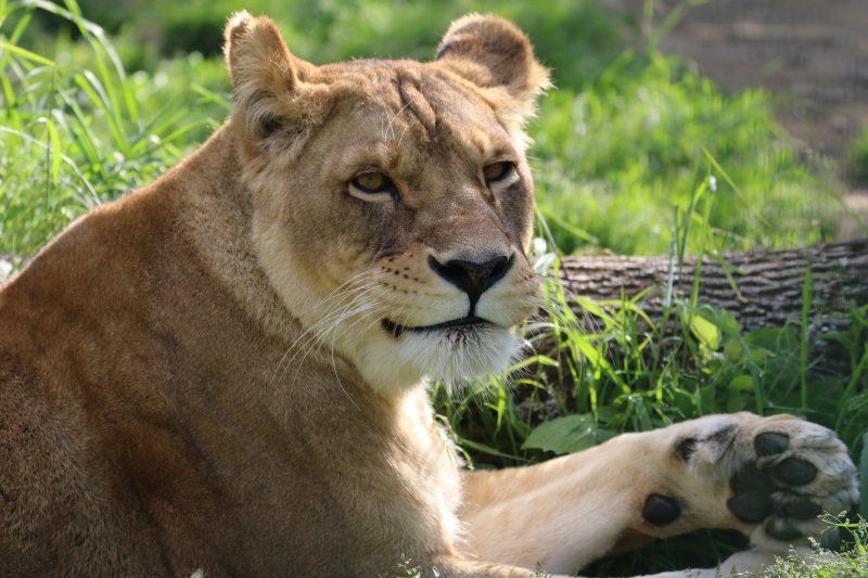 France circus lions rescued in South Africa