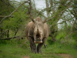 Rhino poachers Kruger National Park sentenced