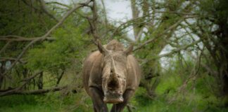 Rhino poachers Kruger National Park sentenced