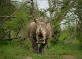 Rhino poachers Kruger National Park sentenced