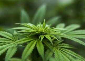 SA's Cannabis Masterplan: North West Farmers Encouraged to Apply for Hemp Permits