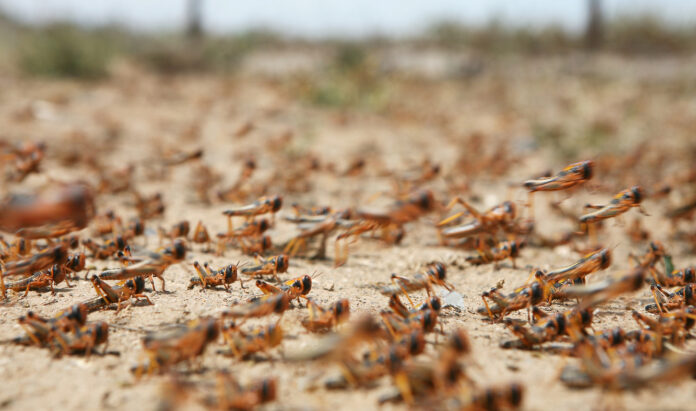 swarm of locusts, Karoo, South Africa Locust Disaster in South Africa: Government Urged to Increase Efforts to Combat Invasion