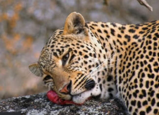NFT-wildlife-south-african-reserve