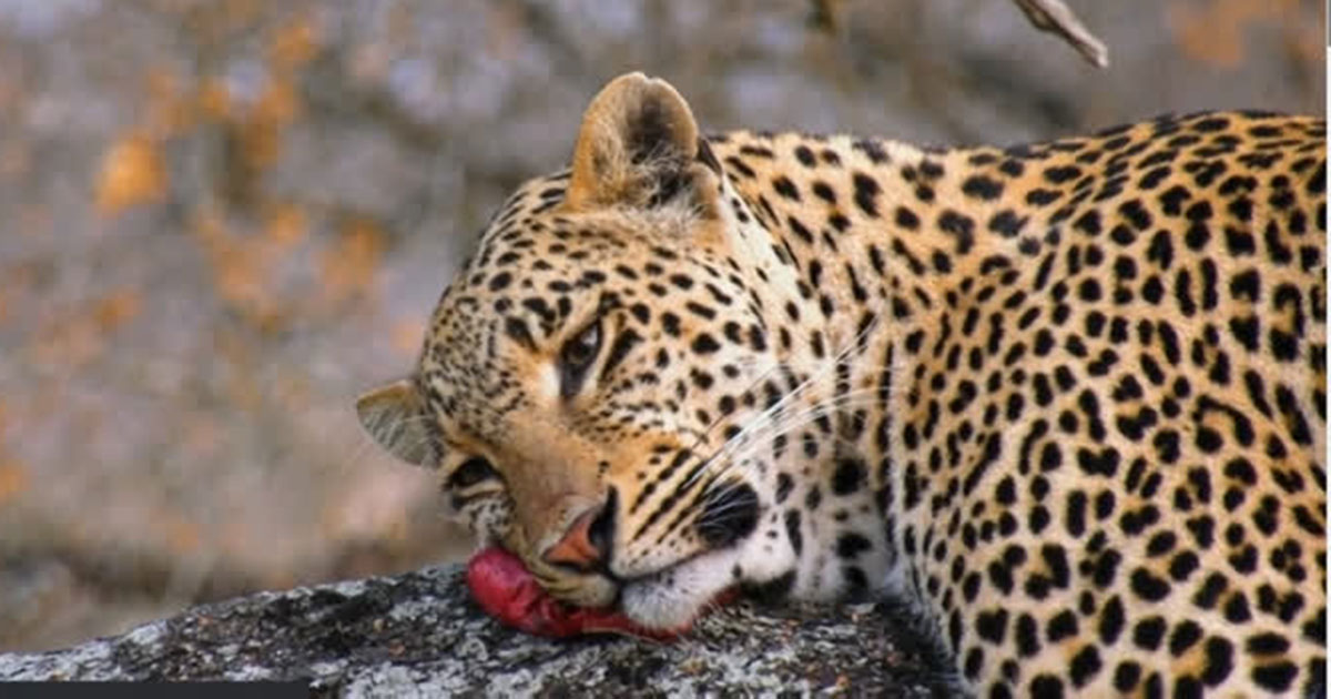 NFT-wildlife-south-african-reserve