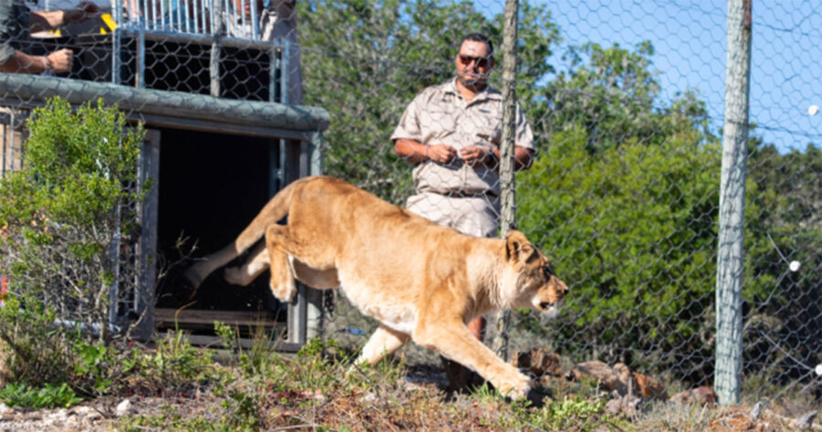 France circus lions rescued in South Africa